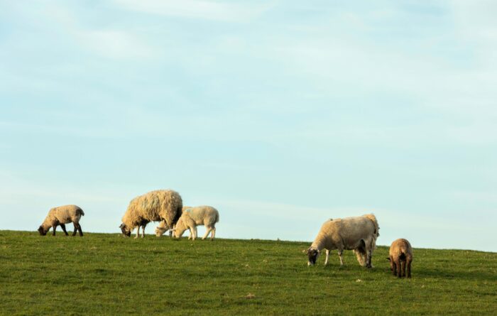 Sheep grazing in the field near Mowbreck Park